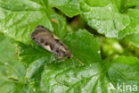 Setaceous Hebrew Character (Xestia c-nigrum)