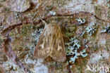 Antler Moth (Cerapteryx graminis)