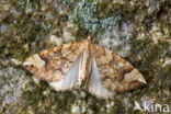 Gewone agaatspanner (Eulithis populata)