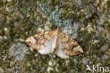 Gewone agaatspanner (Eulithis populata)