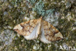 Gewone agaatspanner (Eulithis populata)