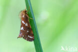 Gold Swift (Phymatopus hecta)