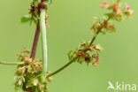 Gehoekte Schimmelspanner (Dysstroma citrata)