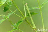 Small Phoenix (Ecliptopera silaceata)