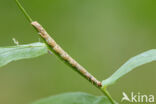 Vierkantspikkelspanner (Paradarisa consonaria)