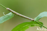 Vierkantspikkelspanner (Paradarisa consonaria)