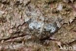 Common Marbled Carpet (Chloroclysta truncata)