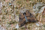 Slender Brindle (Apamea scolopacina)