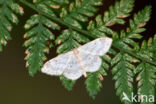 Schildstipspanner (Idaea biselata)