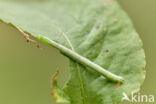 Gehoekte Schimmelspanner (Dysstroma citrata)