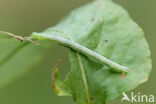 Gehoekte Schimmelspanner (Dysstroma citrata)