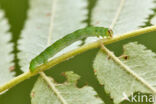 Clouded Silver (Lomographa temerata)