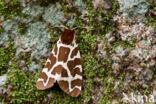 Garden Tiger (Arctia caja)