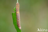 Angle Shades (Phlogophora meticulosa)