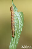 Angle Shades (Phlogophora meticulosa)