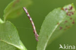 Geelbruine bandspanner (Plagodis pulveraria)