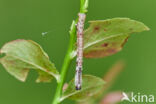 Geelbruine bandspanner (Plagodis pulveraria)