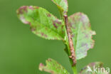 Vierkantspikkelspanner (Paradarisa consonaria)