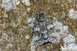 Schilddrager (Acronicta megacephala)