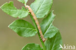 Vierkantspikkelspanner (Paradarisa consonaria)