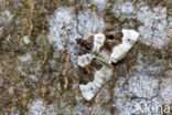 Purple Bar (Cosmorhoe ocellata)