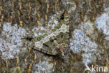 Variabele spanner (Hydriomena furcata)