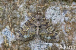 July Highflyer (Hydriomena furcata)