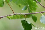 Gevlamde vlinder (Endromis versicolora)