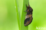 Three-humped Prominent (Notodonta tritophus)