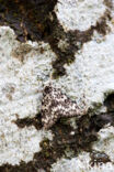 Black Arches (Lymantria monacha)