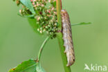 W-uil (Lacanobia thalassina)