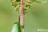 Pale-shouldered Brocade (Lacanobia thalassina)