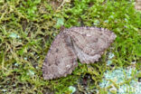 Grote Boomspanner (Triphosa dubitata)