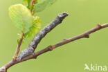 The Engrailed