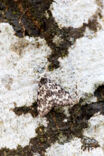 Black Arches (Lymantria monacha)