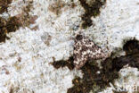 Black Arches (Lymantria monacha)