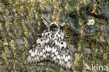 Black Arches (Lymantria monacha)