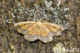 Zoomspanner (Epione vespertaria)