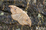 Pebble Hook-tip (Drepana falcataria)