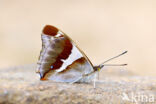 Grote weerschijnvlinder (Apatura iris)