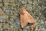 Brown-line Bright-eye (Mythimna conigera)