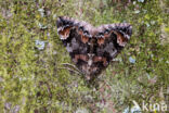 dark marbled carpet (Dysstroma citrata)