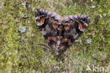 dark marbled carpet (Dysstroma citrata)