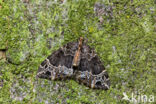 Marmerspanner (Ecliptopera silaceata)