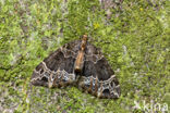 Marmerspanner (Ecliptopera silaceata)