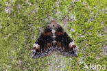 dark marbled carpet (Dysstroma citrata)