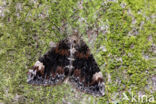 dark marbled carpet (Dysstroma citrata)