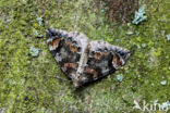 dark marbled carpet (Dysstroma citrata)