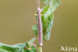 Gewone heispanner (Ematurga atomaria)