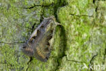 Setaceous Hebrew Character (Xestia c-nigrum)
